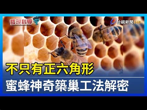 蜜蜂在家築巢 風水|2024蜂巢處理最新指南